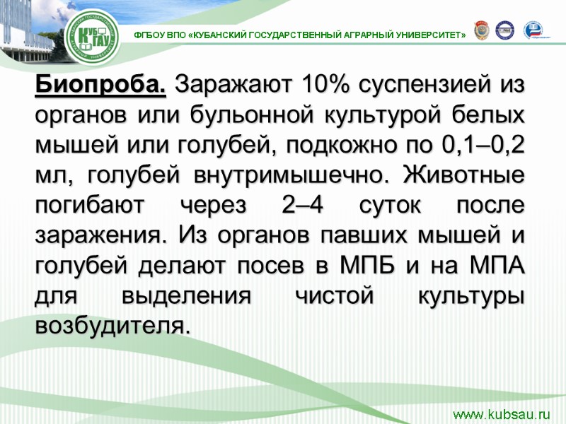 Биопроба. Заражают 10% суспензией из органов или бульонной культурой белых мышей или голубей, подкожно